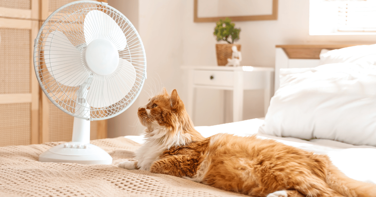 Unter 100 Euro: Frische Luft dank dieser Ventilatoren